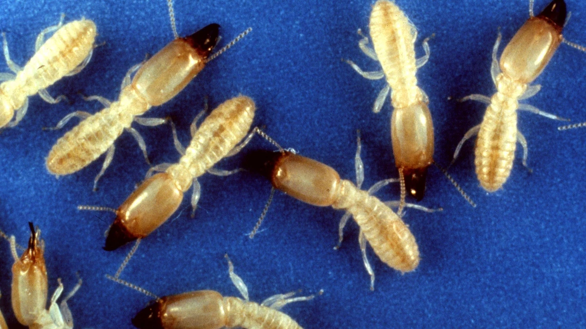 Termite (Gelbfußtermite) – Foto zur Bestimmung