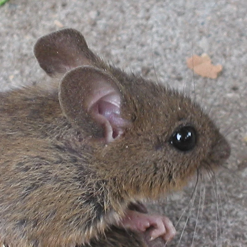 Waldmaus (Apodemus sylvaticus) im Porträt – sehr großes schwarzes Auge und großes abstehendes Ohr