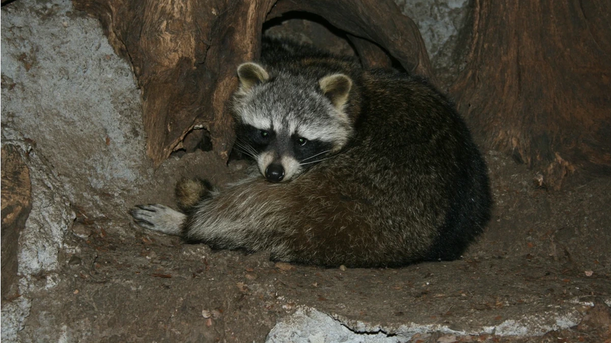 Waschbär – Foto zur Bestimmung