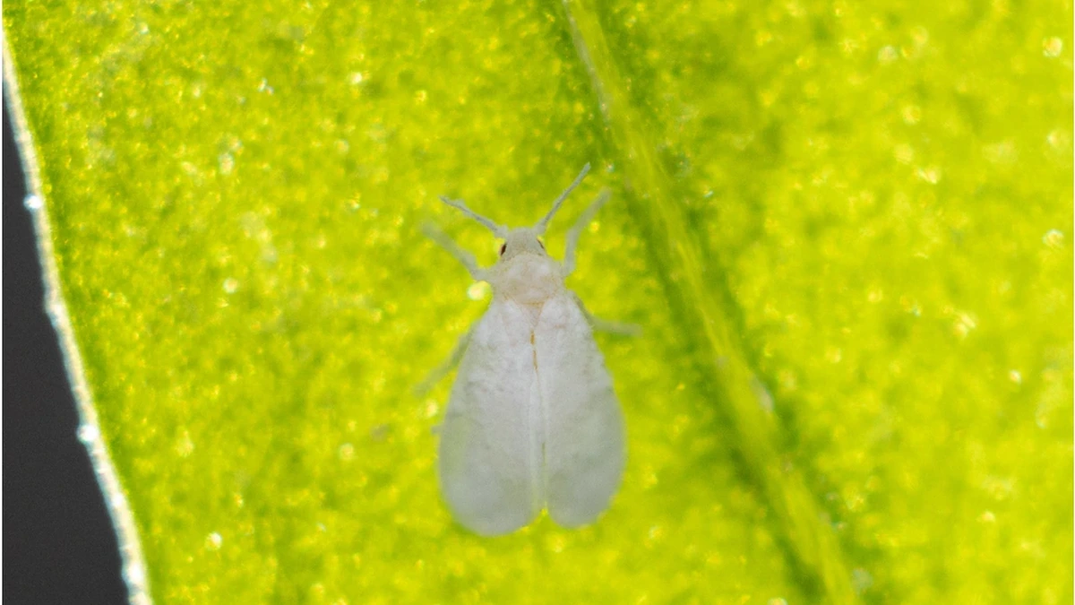 Weiße Fliege – Foto zur Bestimmung