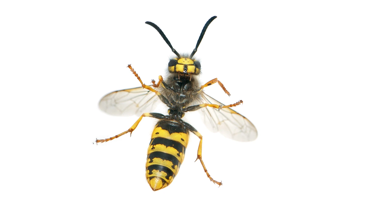Deutsche Wespe (Vespula germanica) von oben – glänzend gelb-schwarz gezeichneter Hinterleib, schmale Wespentaille und dunkle Zeichnung auf dem gelben Gesichtsschild