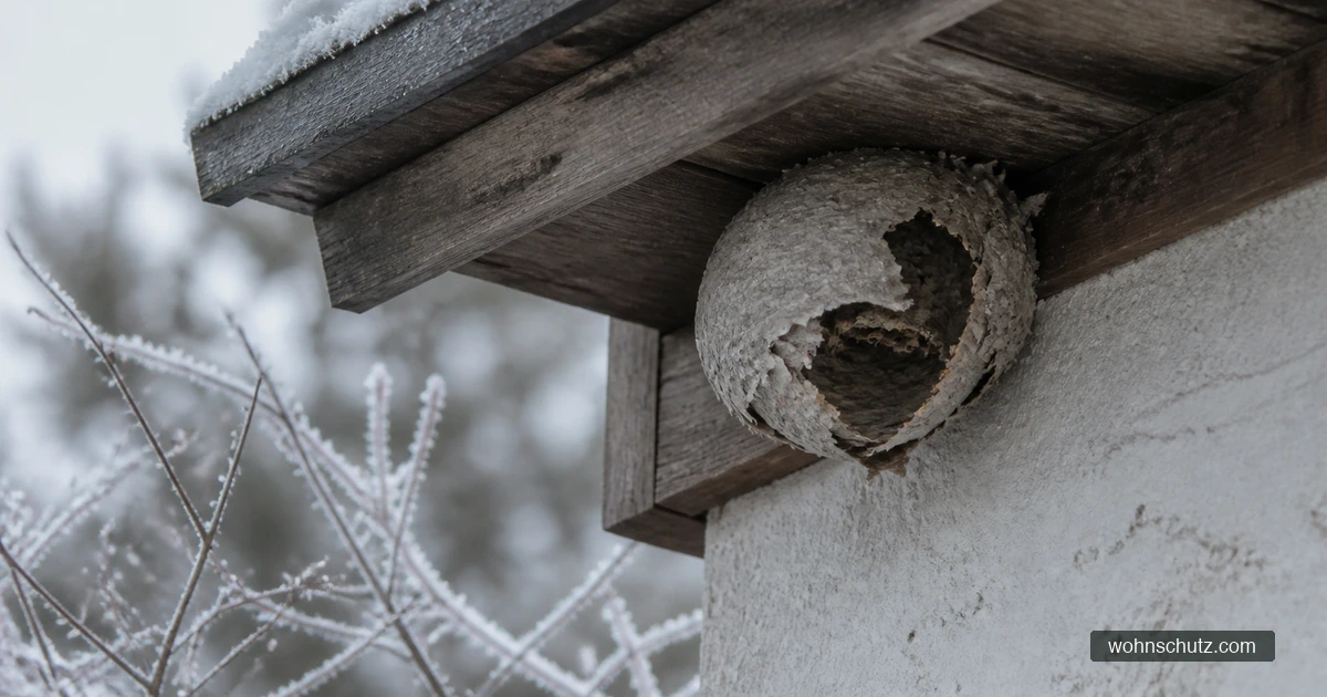 Verlassenes graues Wespennest unter einem Dachüberstand an einem winterlichen Wohnhaus